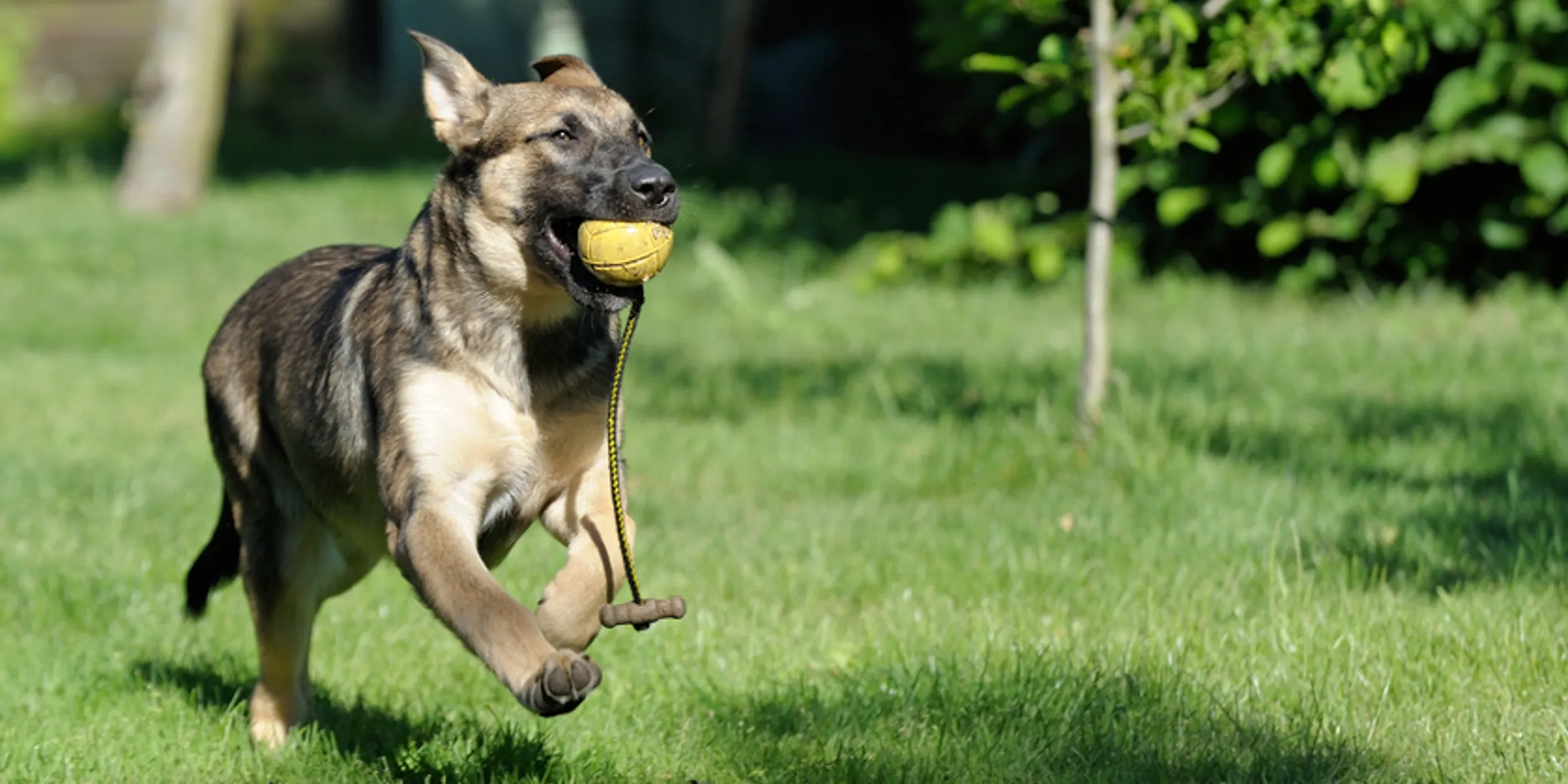 Hund mit Spielball_12x6.webp